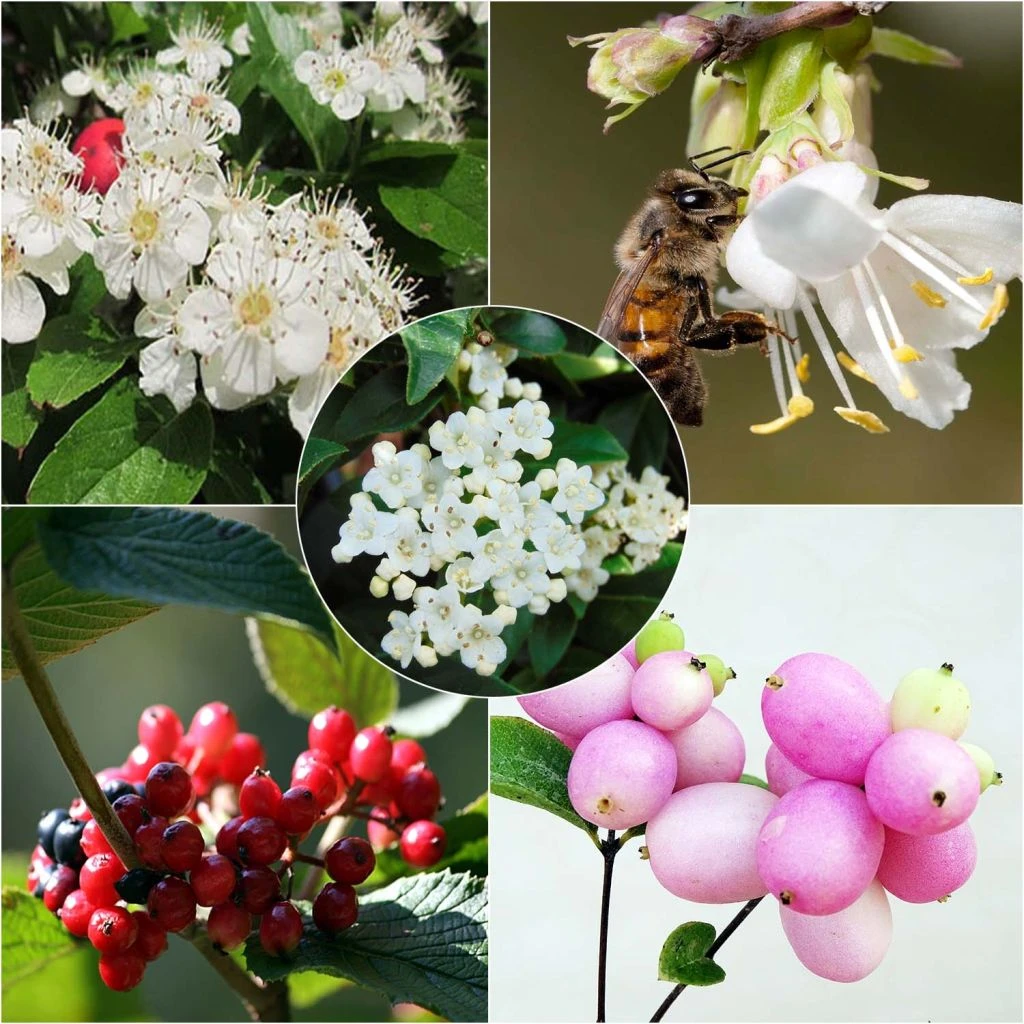 Kit 5 M Haie écologique Pour Petits Jardins 3 Kit 5 M Haie écologique Pour Petits Jardins