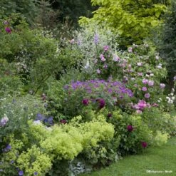 Massif Romantique Pour 3 M²