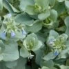 Mertensia Maritima BIO - Huître Végétale En Godet 1 Mertensia Maritima BIO - Huître Végétale En Godet -Promesse de fleurs Magasin Mertensia maritima 3579 1