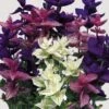Graines De Salvia Horminum Tricolor Mix - Sauge -Promesse de fleurs Magasin Salvia horminum Bouquet Mix 295 1