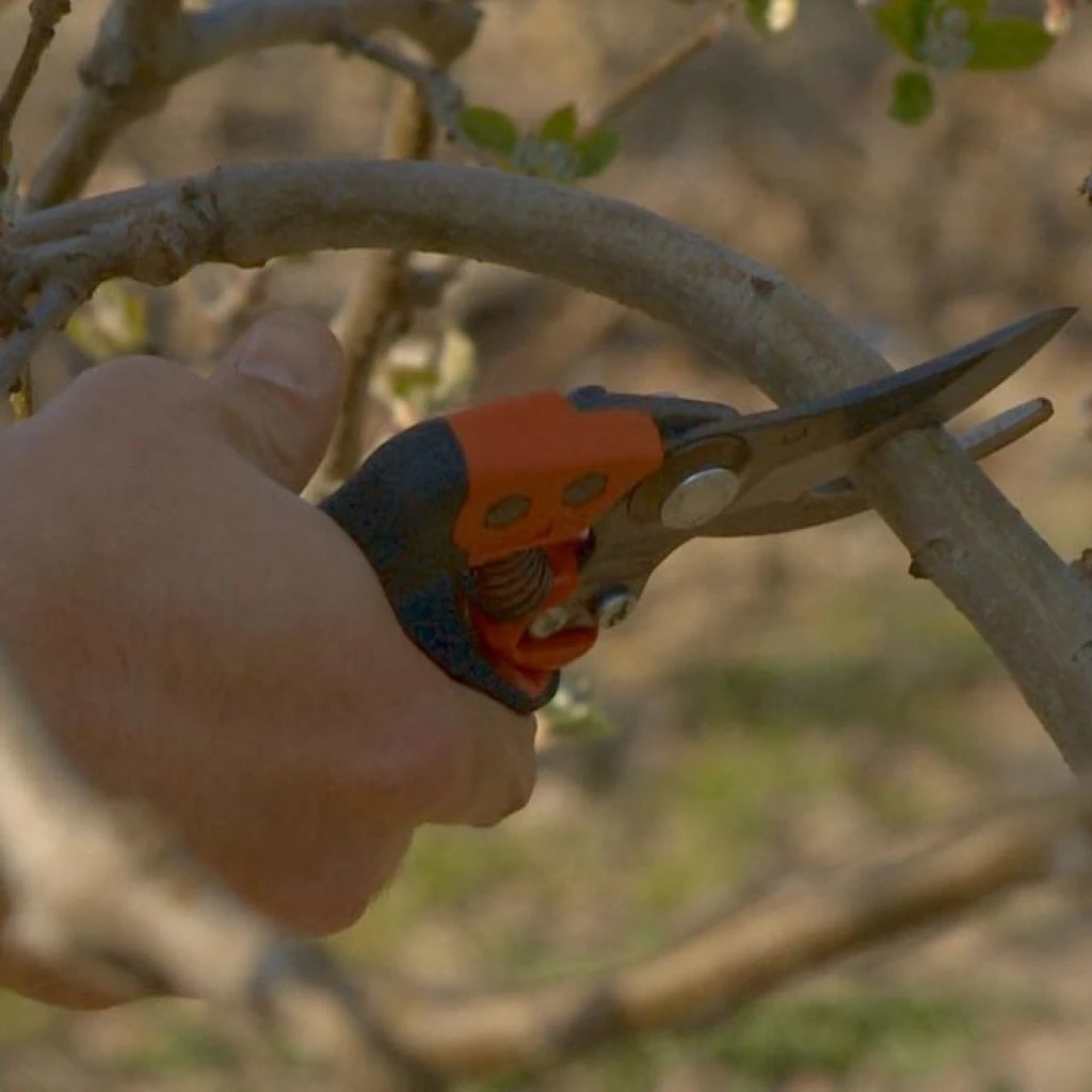 Sécateur Professionnel Ergonomique à Poignée Rotative Taille S Tête N°2 Bahco PXR-S2 5 Sécateur Professionnel Ergonomique à Poignée Rotative Taille S Tête N°2 Bahco PXR-S2 – Image 3