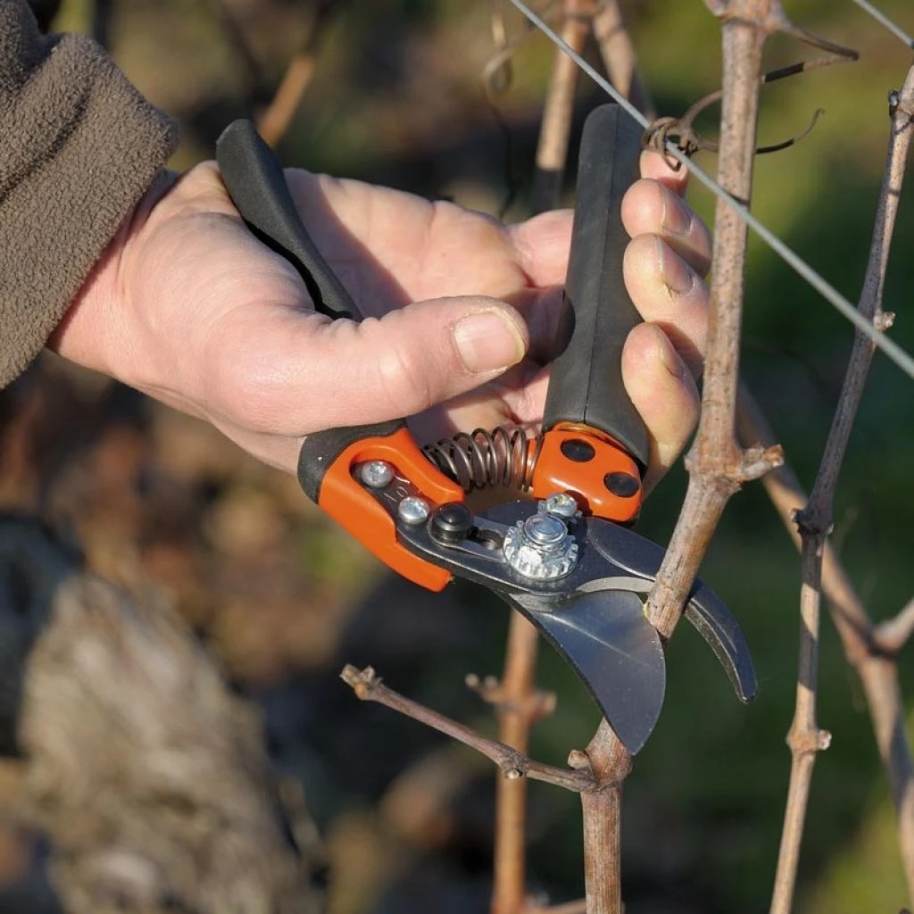 Sécateur Professionnel Ergonomique à Poignée Rotative Taille S Tête N°2 Bahco PXR-S2 4 Sécateur Professionnel Ergonomique à Poignée Rotative Taille S Tête N°2 Bahco PXR-S2 – Image 2