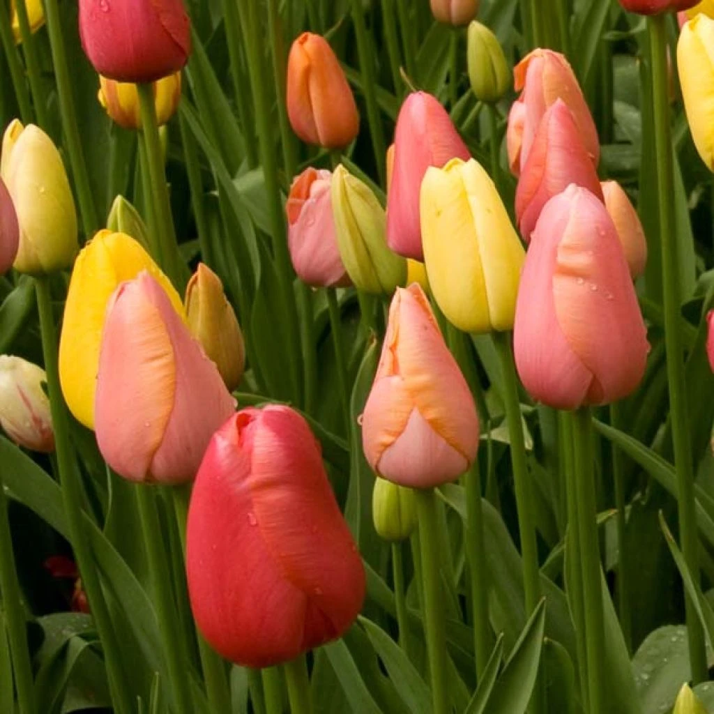 Harmonie Tutti Frutti 4 Harmonie Tutti Frutti – Image 2