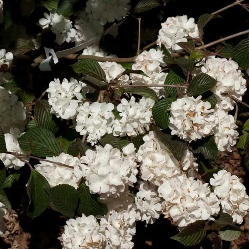 Viorne - Viburnum Plicatum Mary Milton 3 Viorne - Viburnum Plicatum Mary Milton