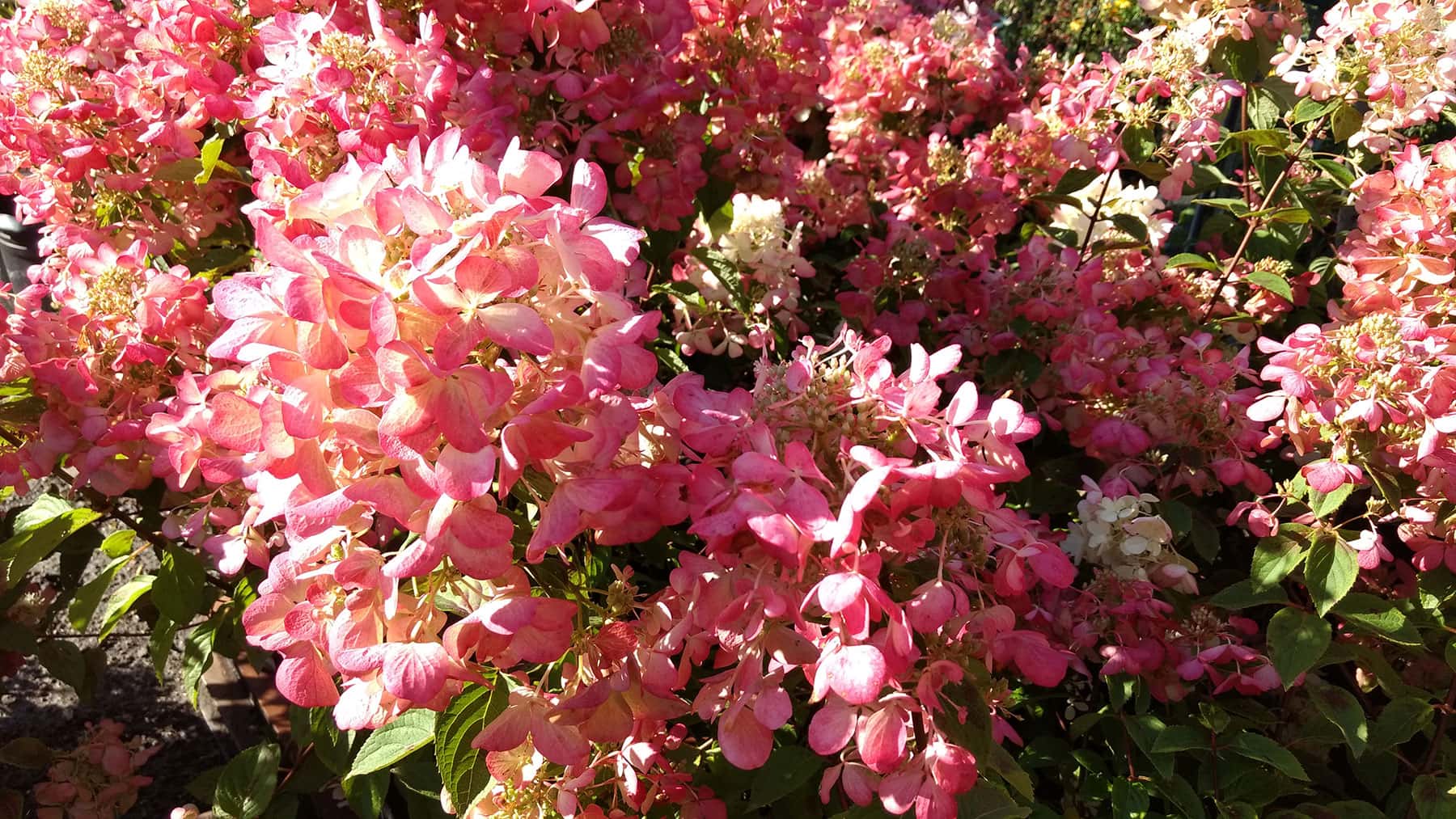 Promesse de fleurs Magasin -Promesse de fleurs Magasin arbustes