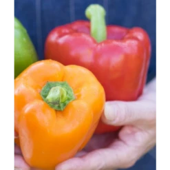 Collection Duo De 2 Poivrons Rouge Et Jaune En Plants GREFFES 7 Collection Duo De 2 Poivrons Rouge Et Jaune En Plants GREFFES -Promesse de fleurs Magasin capture d cran 2022 03 02 133412