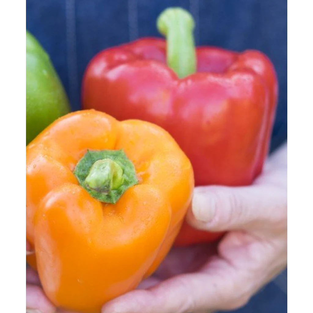 Collection Duo De 2 Poivrons Rouge Et Jaune En Plants GREFFES 5 Collection Duo De 2 Poivrons Rouge Et Jaune En Plants GREFFES – Image 3