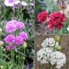Collection 3 Armeria Pseudarmeria Ballerina -Promesse de fleurs Magasin collection 3 armeria pseudarmeria ballerina 84965 1
