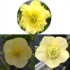 Collection 3 Hellébores D'orient Jaunes