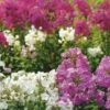 Collection De 3 Phlox Paniculata -Promesse de fleurs Magasin collection 3 phlox istock 000004141576large 7617 1