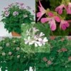Collection De 5 Géraniums Parfumés -Promesse de fleurs Magasin collection 5 geraniums parfumes 491306 1