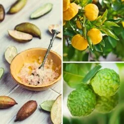 Collection Agrumes Gourmets Pour La Cuisine