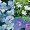 Collection Geraniums Vivaces Blanc Bleu -Promesse de fleurs Magasin collection blanc bleu 7377 1