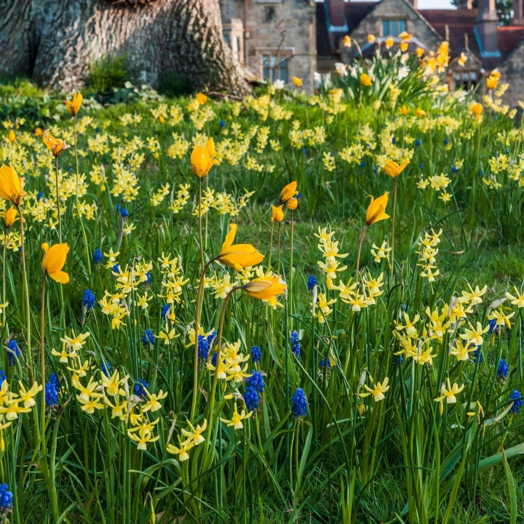 Collection Bulbes à Naturaliser Jaune/bleu 3 Collection Bulbes à Naturaliser Jaune/bleu