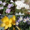 Collection Crocus Botaniques 1 Collection Crocus Botaniques -Promesse de fleurs Magasin collection crocus botaniques 53554 1