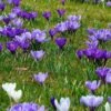 Collection Crocus En Herbe -Promesse de fleurs Magasin collection crocus en herbe 15278 1