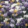 Collection 100 Crocus Grandes Fleurs Mammouth -Promesse de fleurs Magasin collection crocus grandes fleurs 53971 1