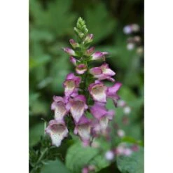 Collection De 3 Digiplexis Illumination - Digitalis Hybrides -Promesse de fleurs Magasin collection de 3 digiplexis illumination digitalis hybrides PC guilliou 1 1