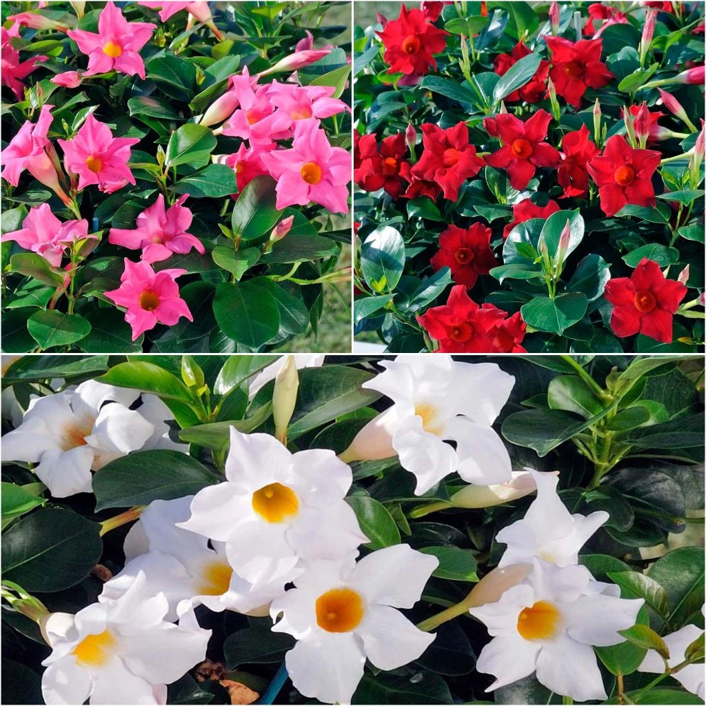 Collection De 3 Dipladénias Diamantina Jade 4 Collection De 3 Dipladénias Diamantina Jade – Image 2