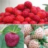 Collection De 3 Fraisiers Framberry, Cherry Berry, Pineberry 2 Collection De 3 Fraisiers Framberry, Cherry Berry, Pineberry -Promesse de fleurs Magasin collection de 3 fraisiers framberry cherryberry pineberry 86128 1