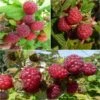 Collection De 3 Framboisiers Pour Une Récolte étalée 2 Collection De 3 Framboisiers Pour Une Récolte étalée -Promesse de fleurs Magasin collection de 3 framboisiers pour une recolte etalee 82971 1 2
