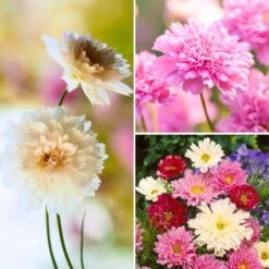 Collection Graines De 3 Cosmos Doubles