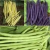Collection De 3 Haricots Colorés Et Productifs -Promesse de fleurs Magasin collection de 3 haricots colores et productifs 4250 1
