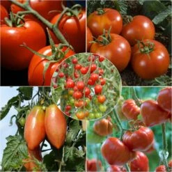 Collection De 5 Tomates Indispensables En Plants