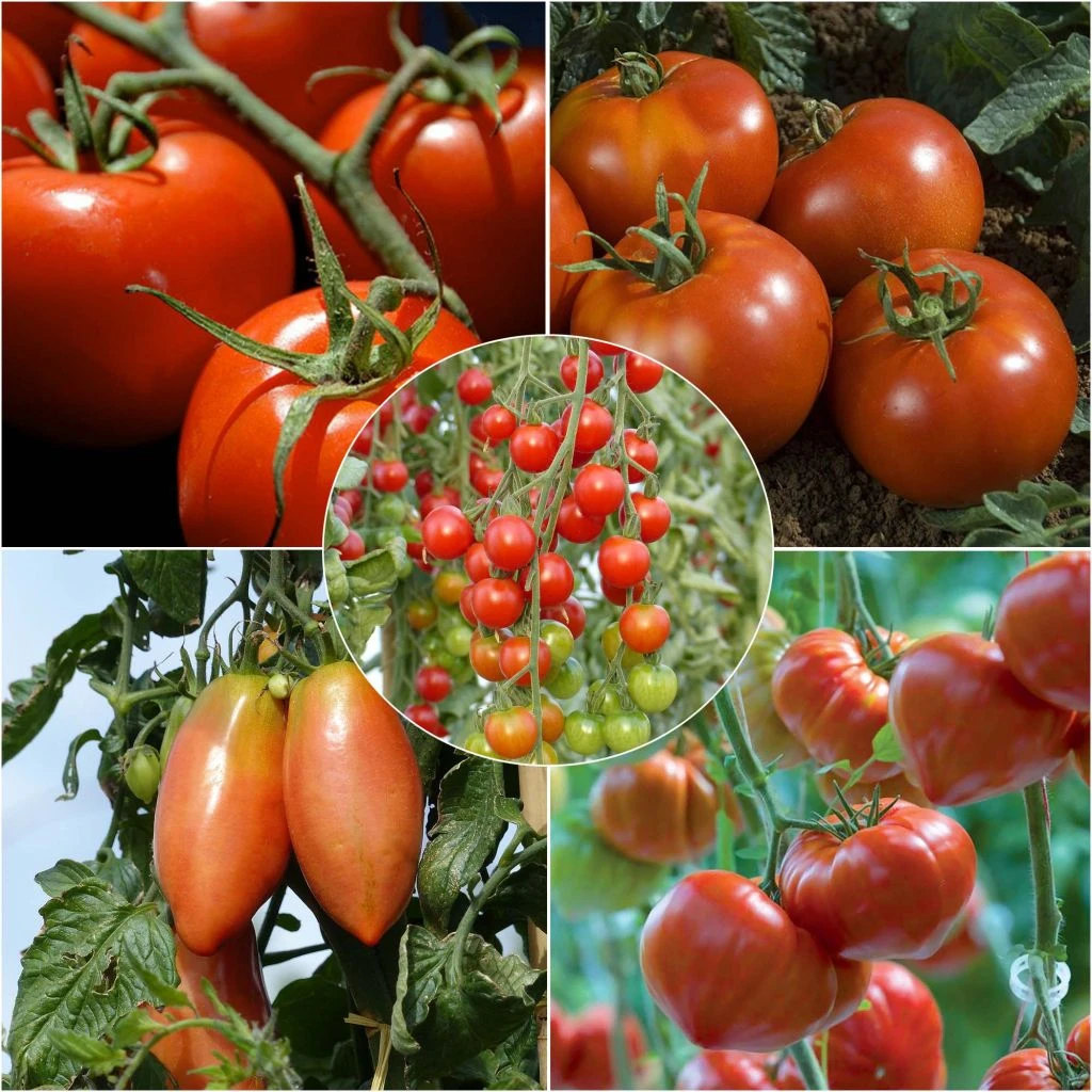 Collection De 5 Tomates Indispensables En Plants 3 Collection De 5 Tomates Indispensables En Plants