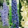 Collection De 6 Delphiniums Pacific -Promesse de fleurs Magasin collection delphinium 7250 1