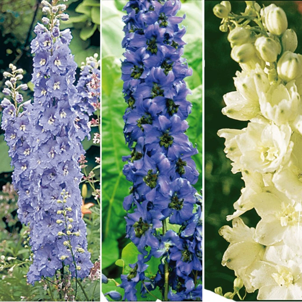 Collection De 6 Delphiniums Pacific 3 Collection De 6 Delphiniums Pacific