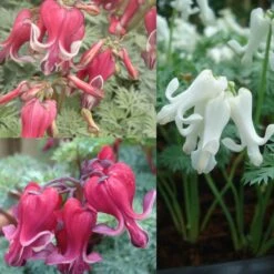 Collection 3 Coeurs De Marie