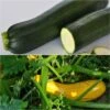 Collection Duo De 2 Courgettes En Plants GREFFES 1 Collection Duo De 2 Courgettes En Plants GREFFES -Promesse de fleurs Magasin collection duo de 2 courgettes en plants greffes 4475 1