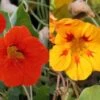 Collection De 5 Capucines (Tropaeolum Majus) 1 Collection De 5 Capucines (Tropaeolum Majus) -Promesse de fleurs Magasin collection grande capucines 491618 1
