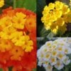 Collection De 5 Lantanas Camara Rouge, Jaune Et Blanc 2 Collection De 5 Lantanas Camara Rouge, Jaune Et Blanc -Promesse de fleurs Magasin collection lantana 491558 1