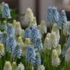Collection Muscari Magic -Promesse de fleurs Magasin collection muscari magic 82954 1