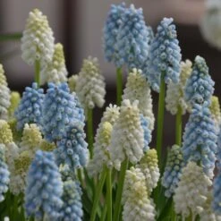 Collection Muscari Magic -Promesse de fleurs Magasin collection muscari magic 82954 fl