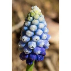 Collection Muscari Magic -Promesse de fleurs Magasin collection muscari magic PC georget 1 1