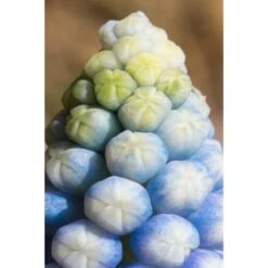 Collection Muscari Magic -Promesse de fleurs Magasin collection muscari magic PC georget 2 1