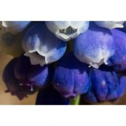 Collection Muscari Magic -Promesse de fleurs Magasin collection muscari magic PC georget 3 1