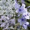 Collection Petits Phlox Parfumés -Promesse de fleurs Magasin collection petits phlox parfumes 19471 1 1