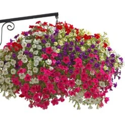 Collection 5 Pétunias Surfinia Simples