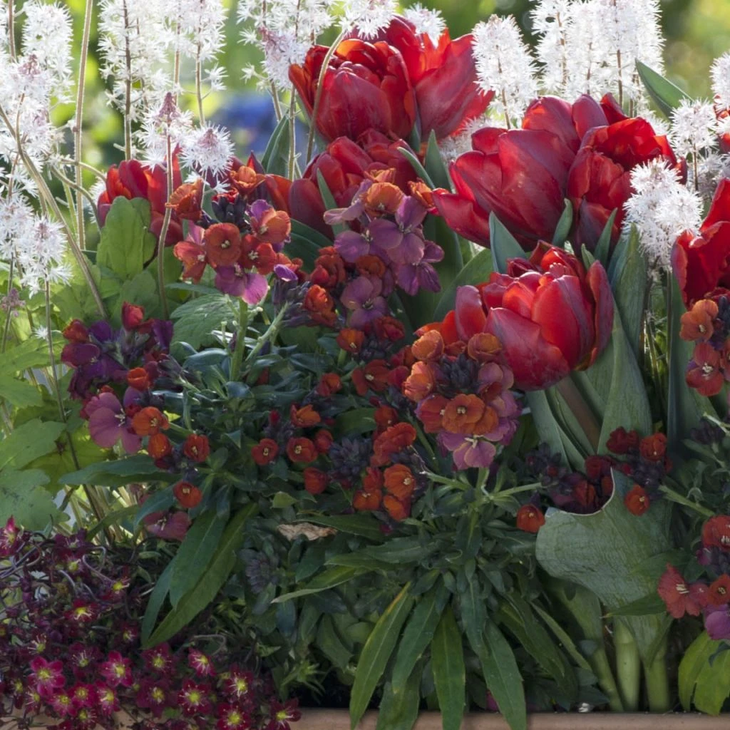 Collection Printemps Rouge Passion 4 Collection Printemps Rouge Passion – Image 2