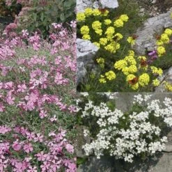 Collection Rocaille Pour 1 M2