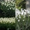 Collection 2 Mois De Tulipes Blanches -Promesse de fleurs Magasin collection tulipes blanches 68234 1
