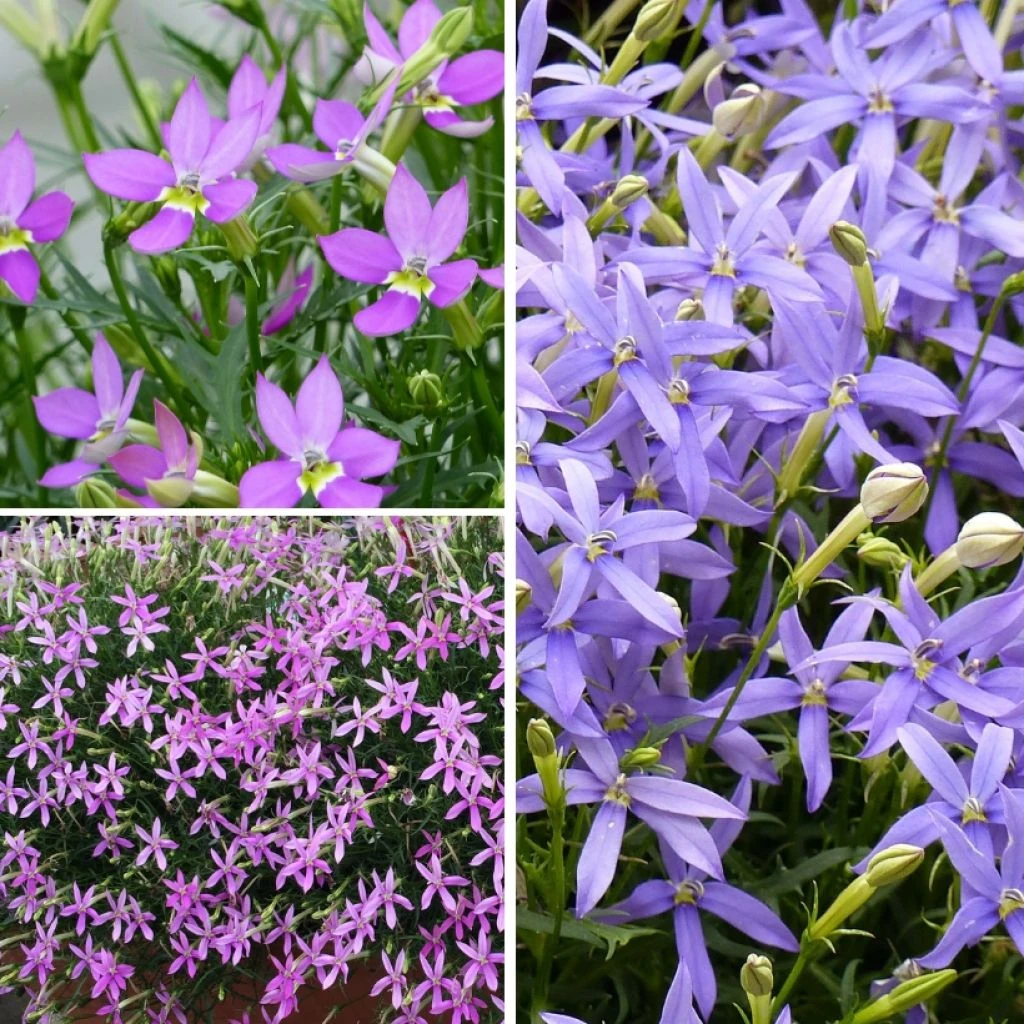 Collection 3 Laurentias Ou Isotoma 3 Collection 3 Laurentias Ou Isotoma