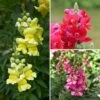 Collection Mufliers Antirrhinum -Promesse de fleurs Magasin collection mufliers antirrhinum