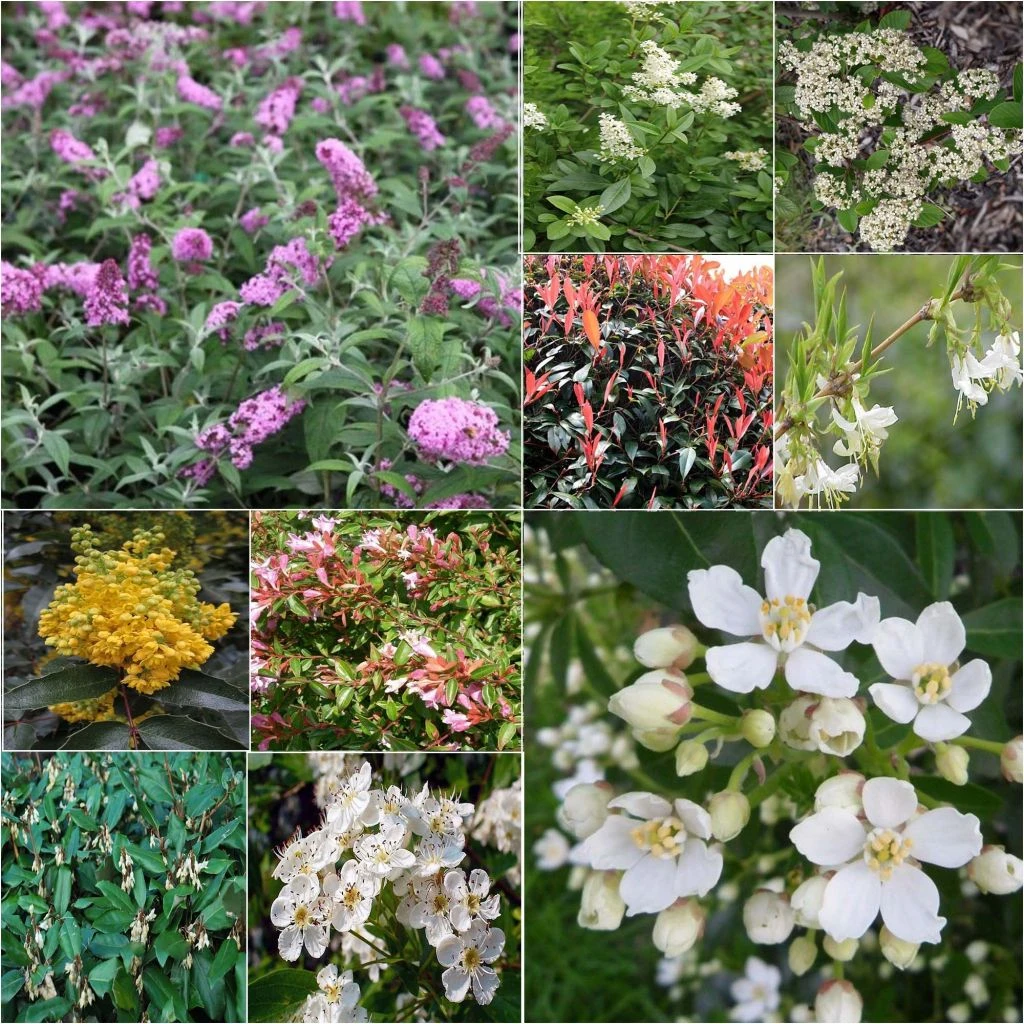 Kit Haie Mellifère éco 3 Kit Haie Mellifère éco