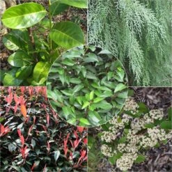 Kit Haie Persistante Variée éco