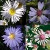 Massif Asters -Promesse de fleurs Magasin massif asters 7212 1